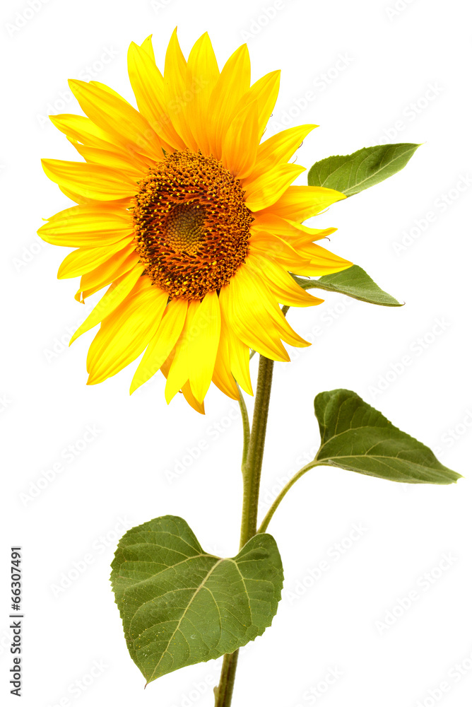Fototapeta premium Sunflower
