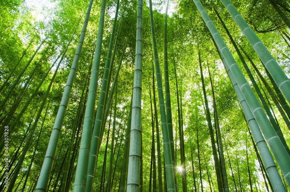 Naklejka premium bamboo forest