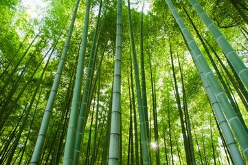 Keuken achterwand Bamboe Rustig bamboebos in zacht groen  © takahashikei1977