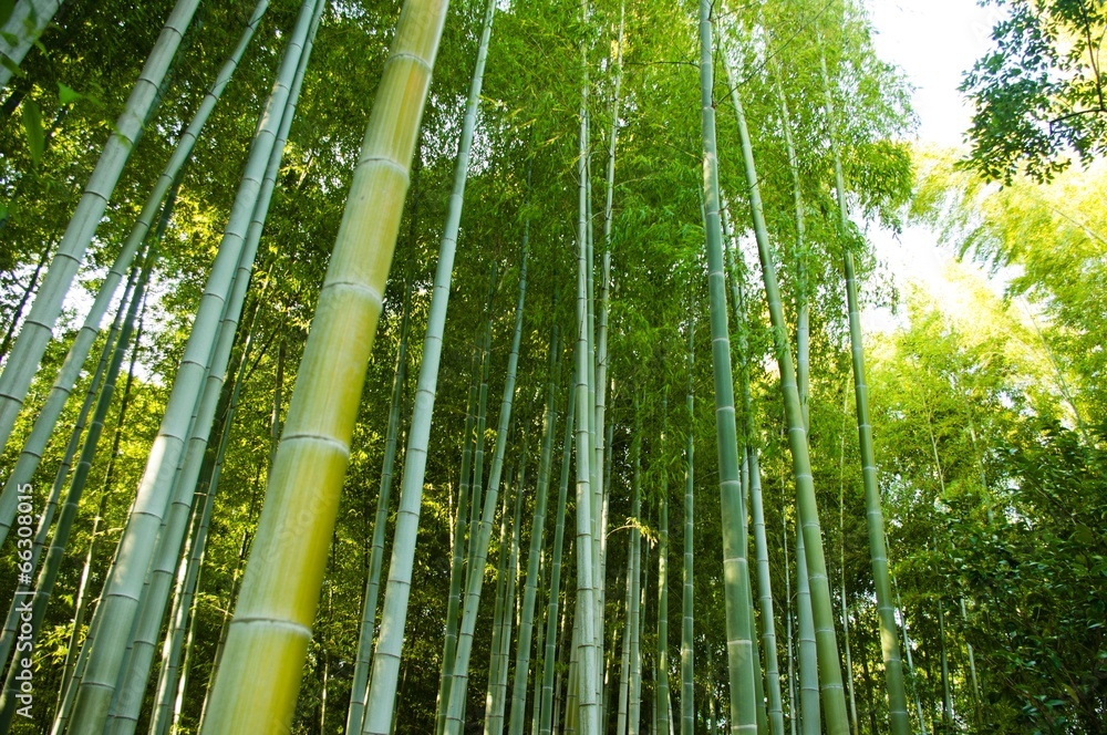 bamboo forest