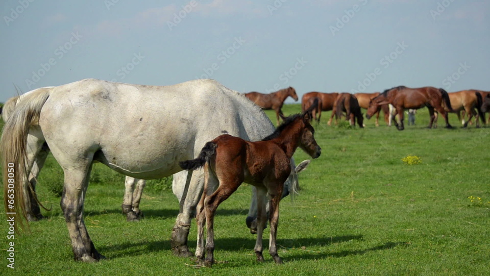 White mare and foal brown grazed in a meadow White mare and foal brown grazed in a meadow