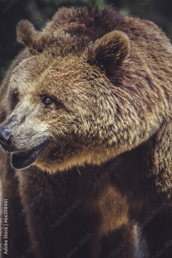 Obraz premium killer, brown bear, majestic and powerful animal