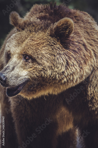 killer, brown bear, majestic and powerful animal