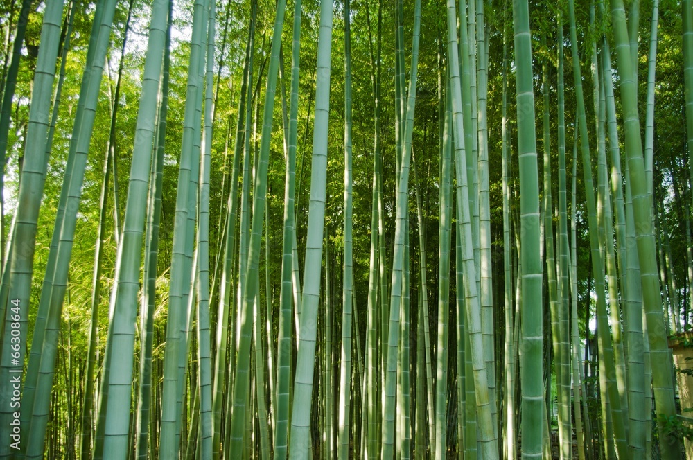 bamboo forest bamboo forest
