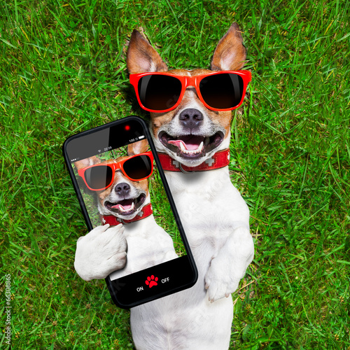 funny selfie dog © Javier brosch