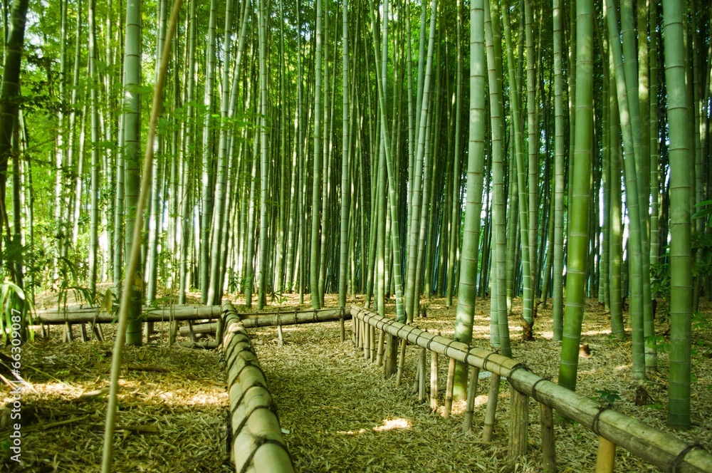 Fototapeta premium bamboo forest