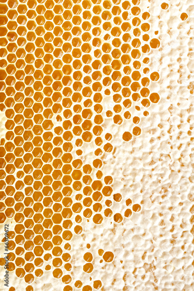 honey making in honeycombs honey making in honeycombs