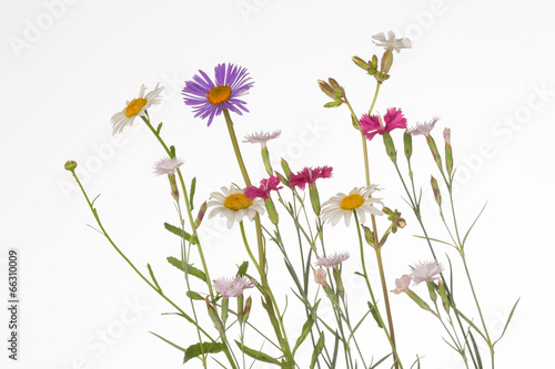 colorful wildflowers