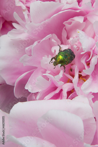 shiny green beetle photo