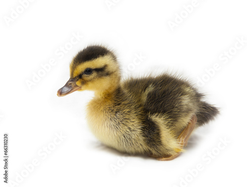 Little Baby Duck