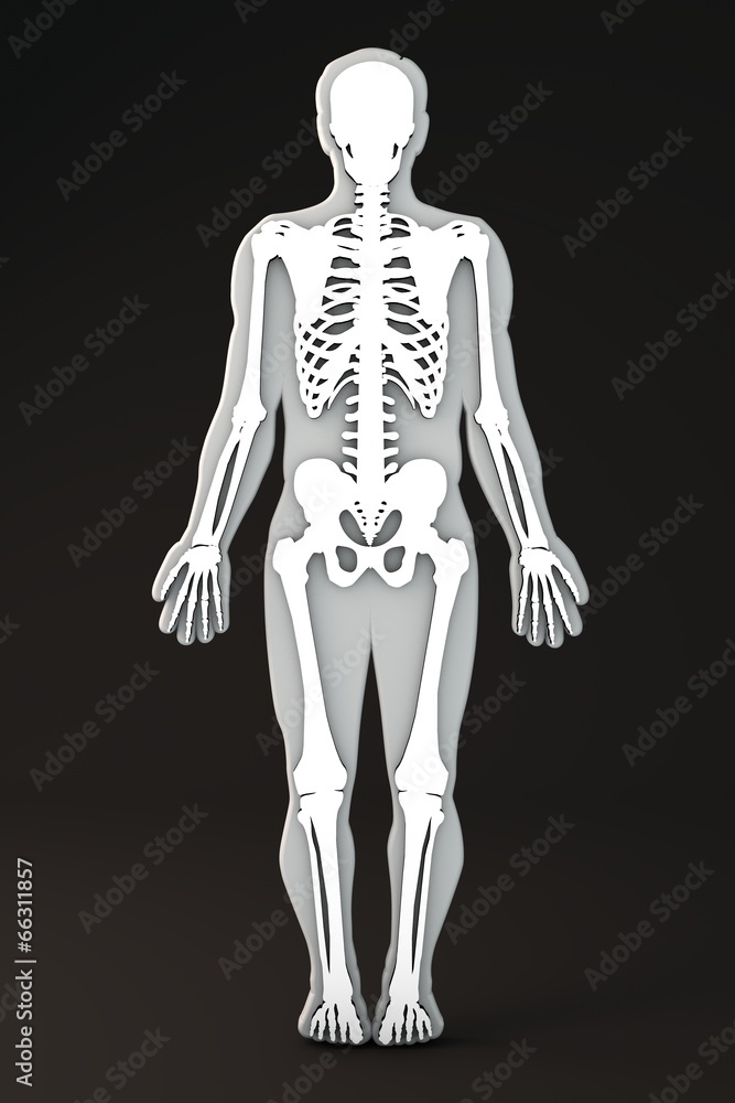 Corpo umano sezione sagoma ossa scheletro