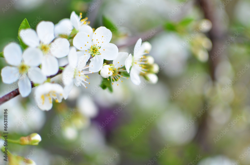 Spring flowers Spring flowers