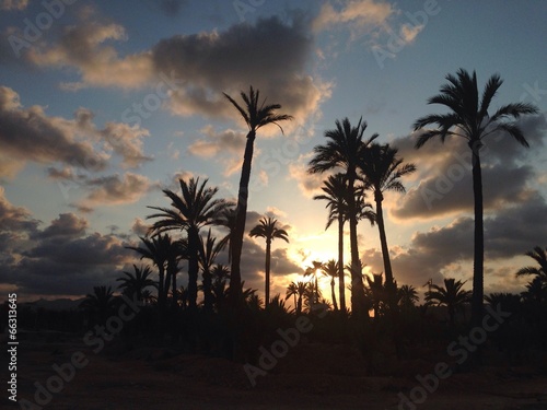 Palmeras de Elche