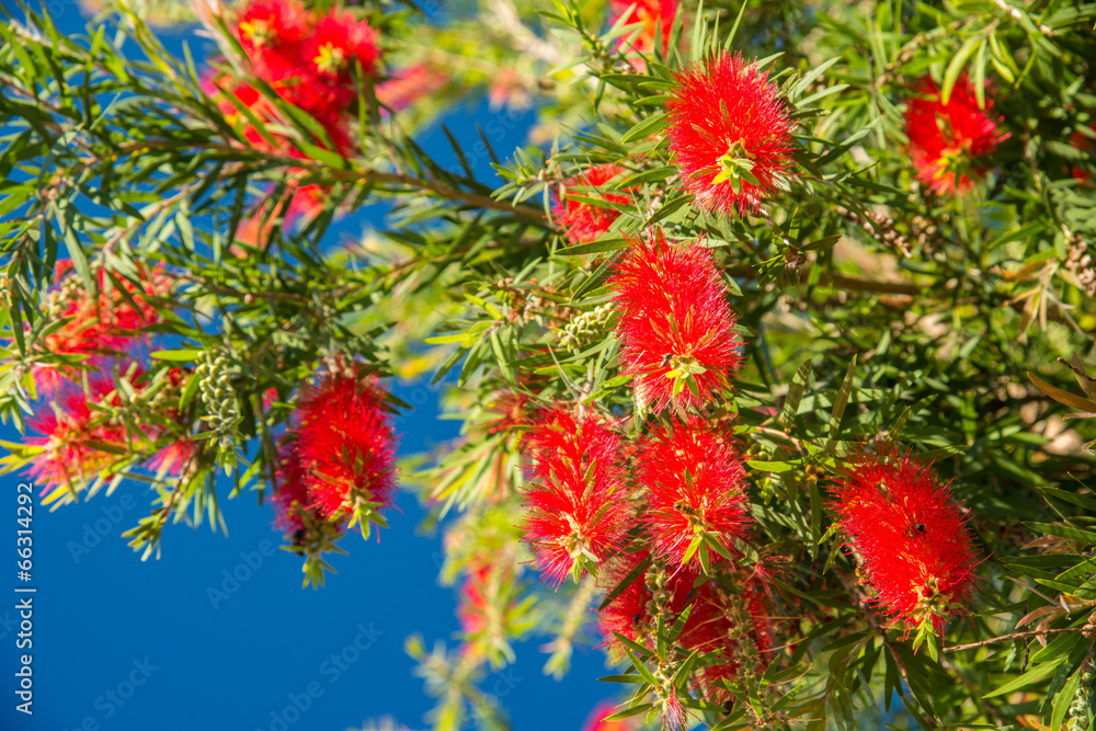 fluffy red bumps fluffy red bumps