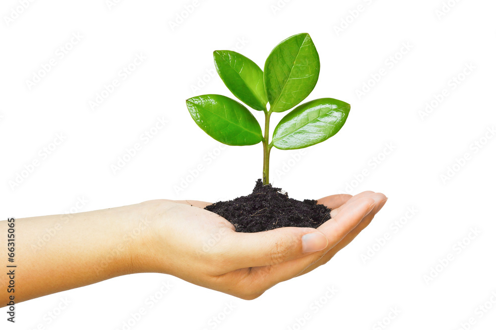 ้้hand holding and caring a young green plant ้้hand holding and caring a young green plant
