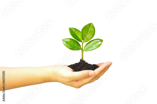 ้้hand holding and caring a young green plant