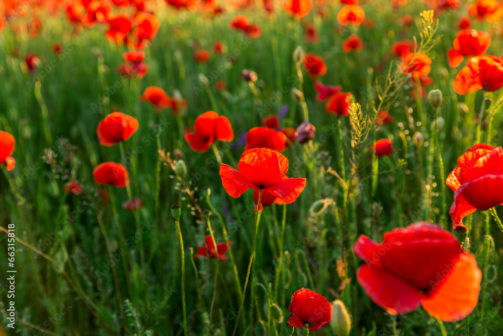 Poppies field at sunset Poppies field at sunset