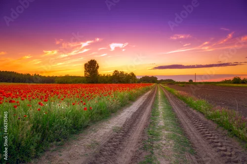 Obraz Pole maku o zachodzie słońca