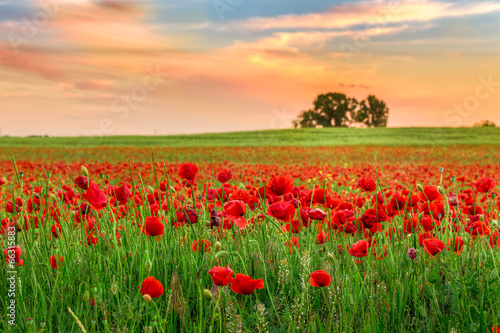 Poppies field at sunset © Kavita
