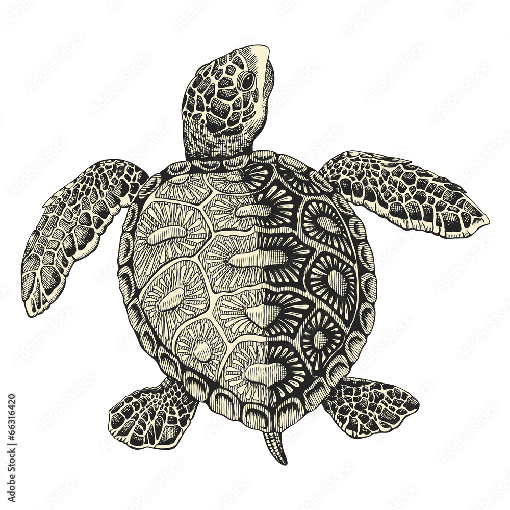 Fototapeta premium sea turtle