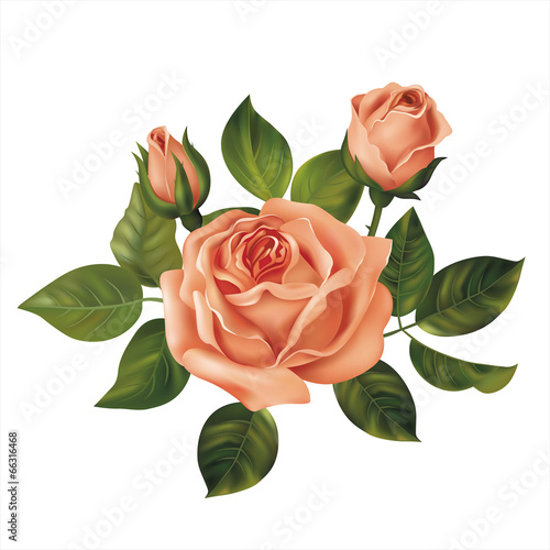 Pink rose on white. Vector illustration.