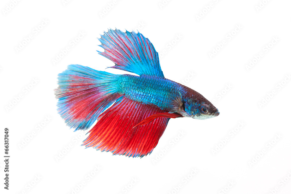 Fototapeta premium Siamese fighting fish isolated on white background