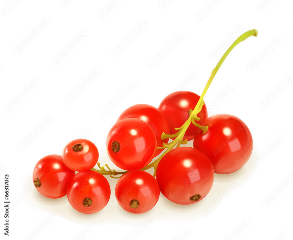 Redcurrant berries, vector illustration Redcurrant berries, vector illustration