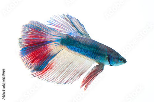 Photography Siamese fighting fish isolated on white background