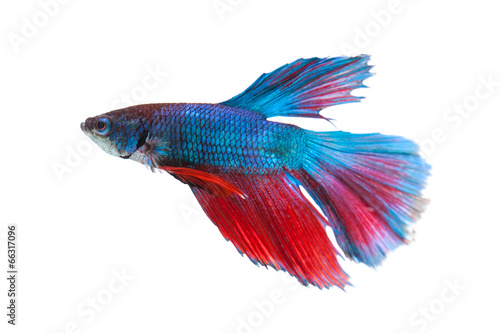 Siamese fighting fish isolated on white background