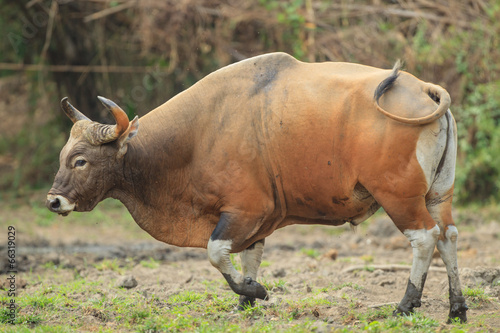 A male banteng stepping out of the wood