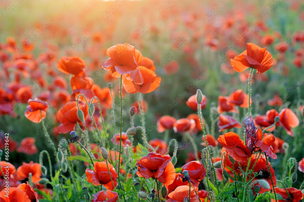 Fototapeta premium Wild poppy flower