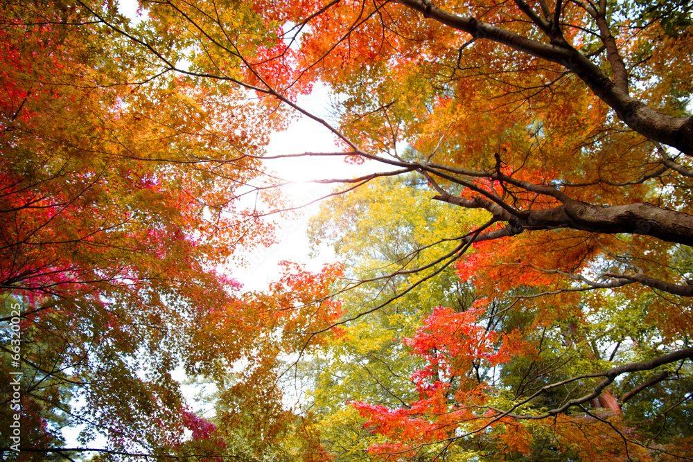 秋の紅葉 秋の紅葉