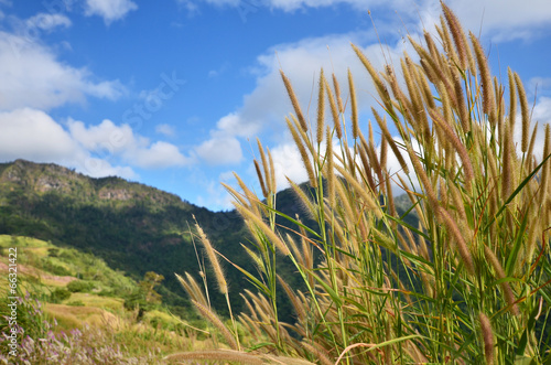 Grass Fields on Mountain