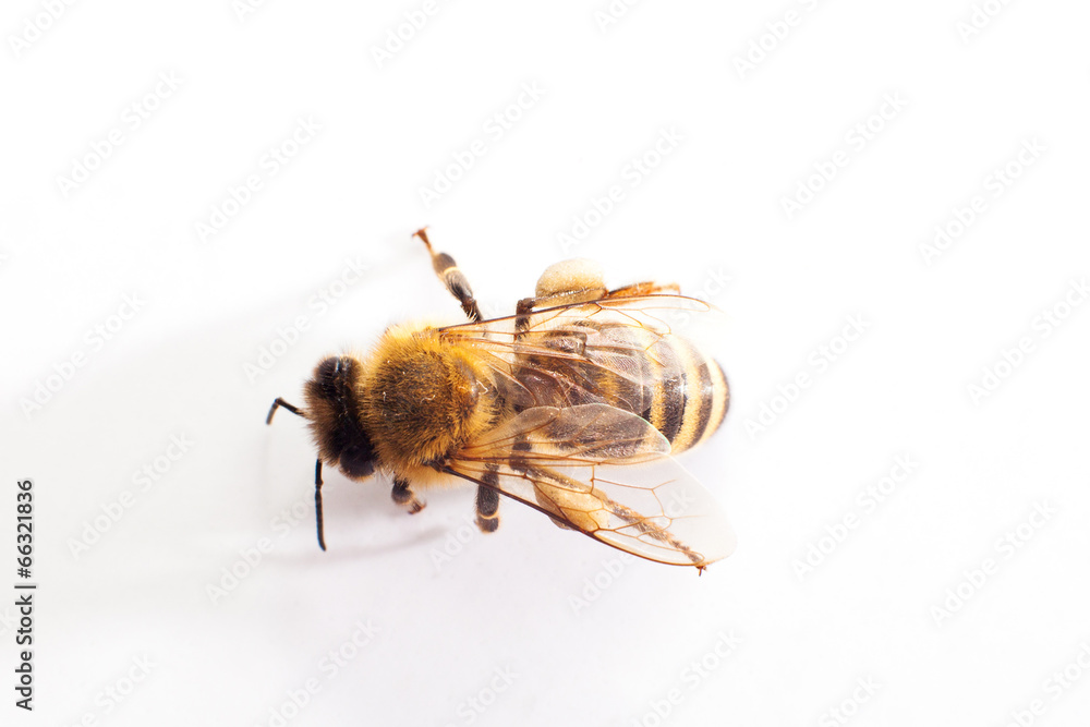 Close-up of a single Bee isolated on a white background - obrazy, fototapety, plakaty 