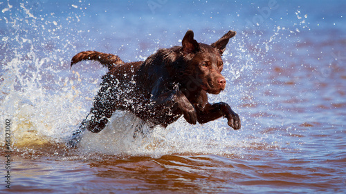 chocolate labrador retriever dog