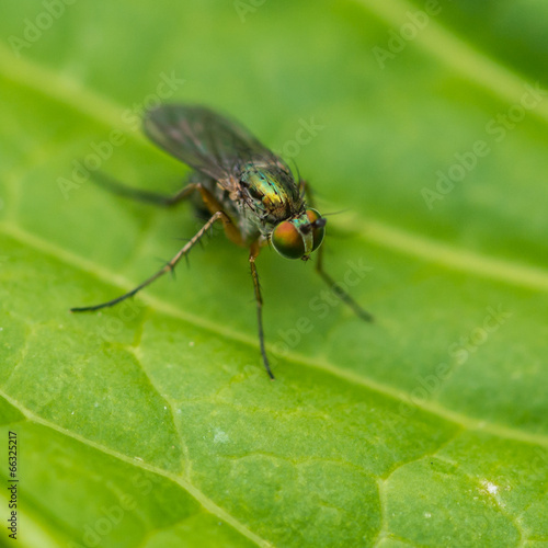 Tiny True Fly © bigemrg
