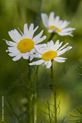 three daisywheel