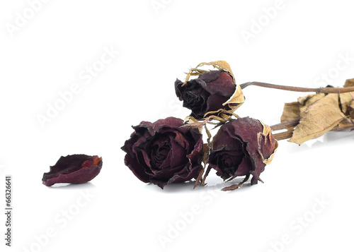 Dead rose on white background.