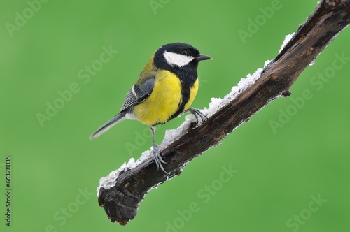 Great tit in the winter.