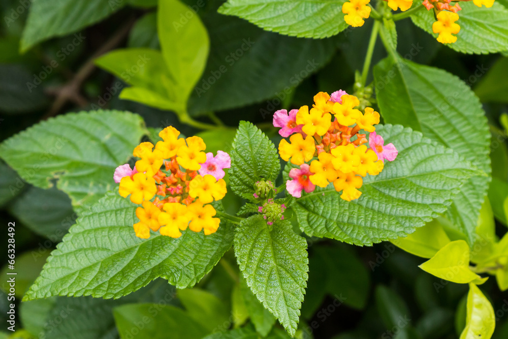 Flower of Lantana, montevidensis, verbena, Common Lantana. Flower of Lantana, montevidensis, verbena, Common Lantana.