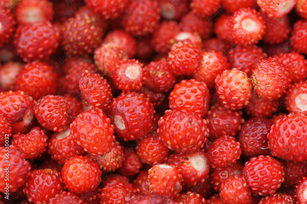 Strawberry Strawberry