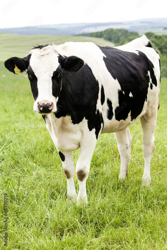 Cow on the pasture Cow on the pasture