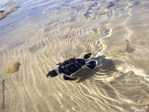 instant premier pas dans l'eau photo