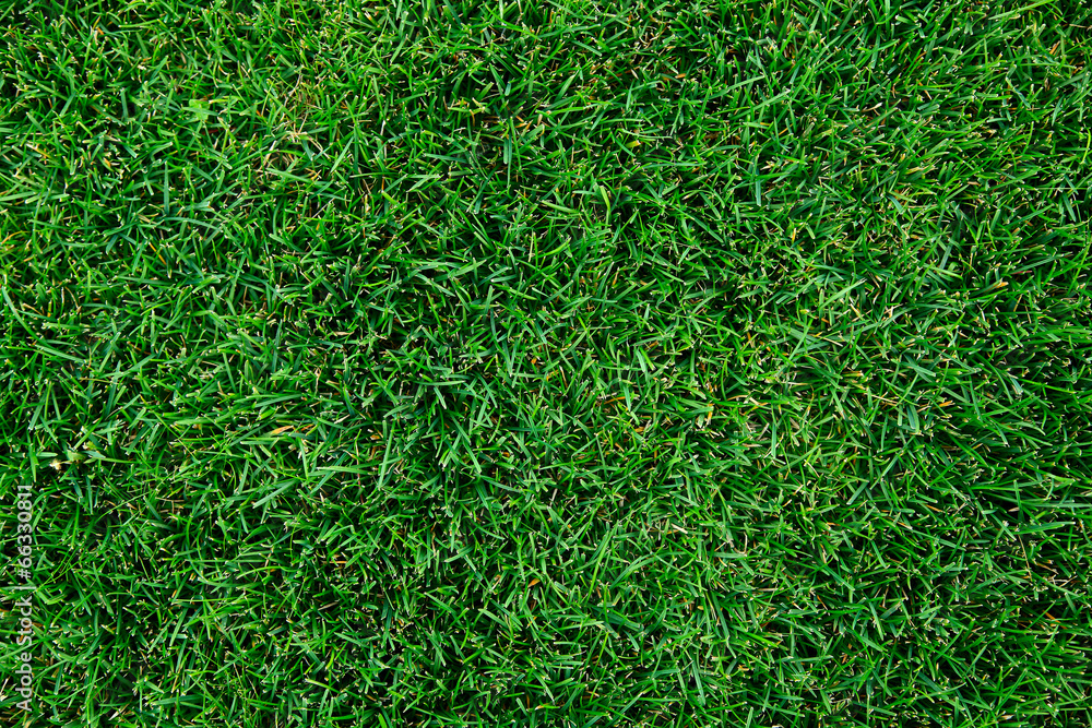 Beautiful green grass texture. Beautiful green grass texture.