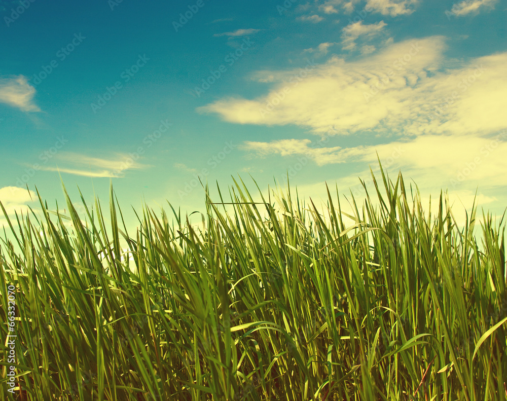 Obraz premium Green grass on sky background. Toned image