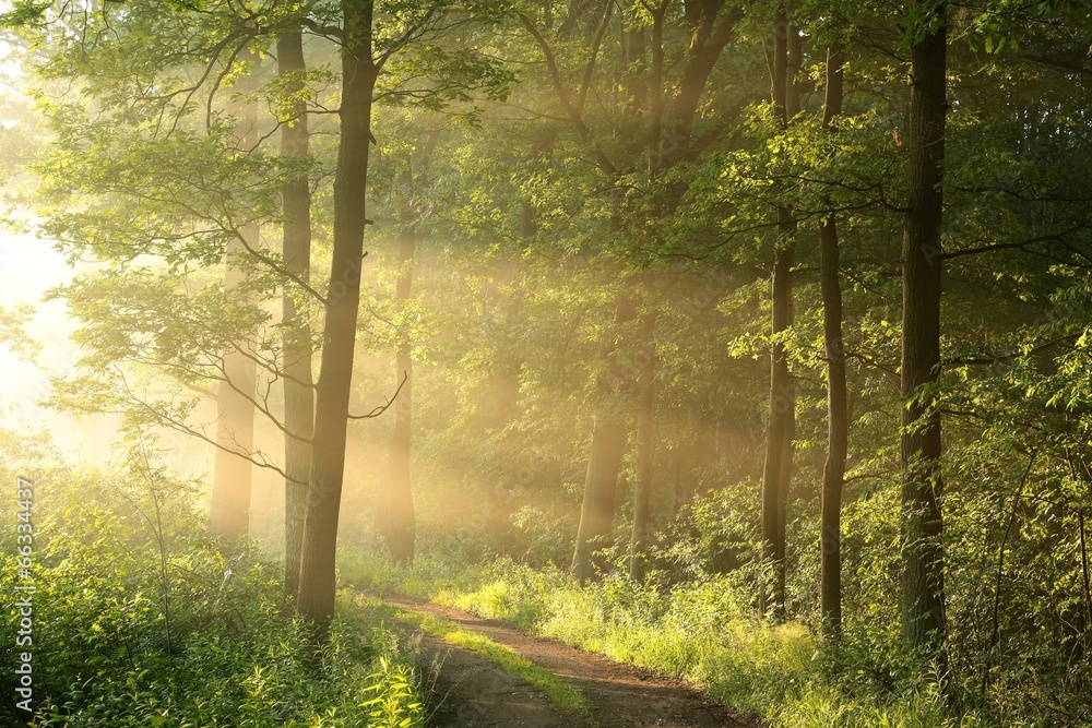 Obraz premium Spring deciduous forest on a foggy morning