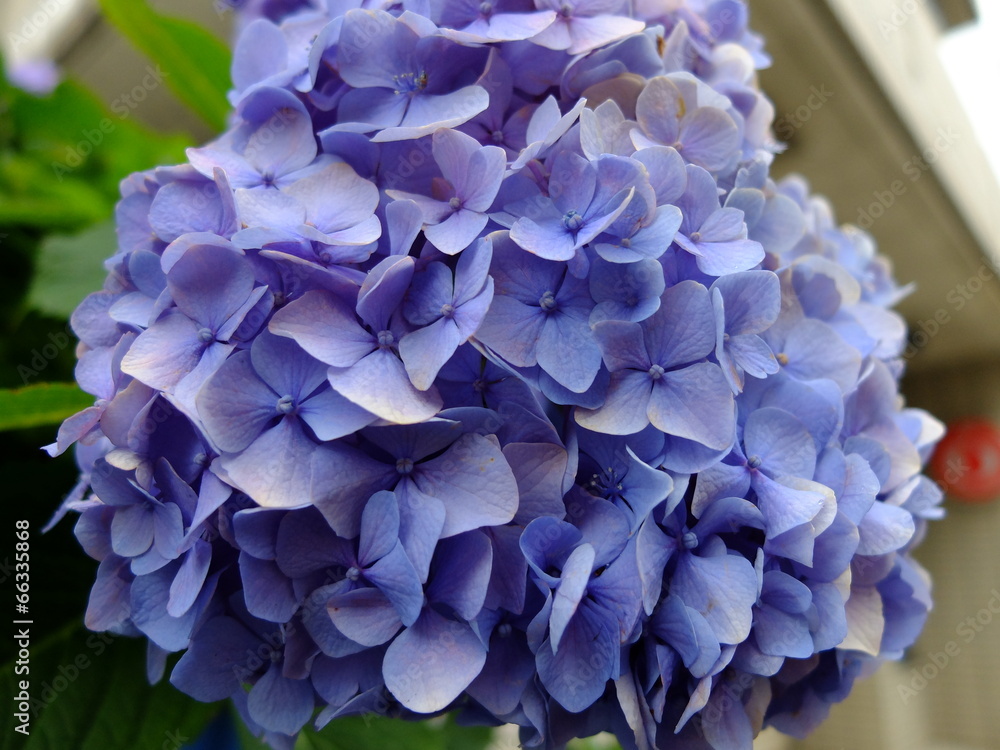 あじさい 紫陽花 あじさい 紫陽花