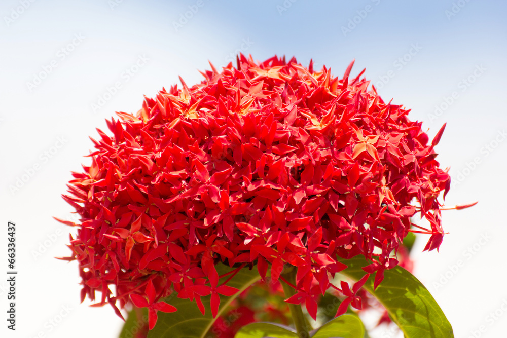Bunch of Beautiful Red Ixora flowers, Indian Jasmine. scientific Bunch of Beautiful Red Ixora flowers, Indian Jasmine. scientific