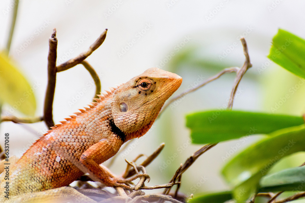 Fototapeta premium Brown thai lizard on the tree