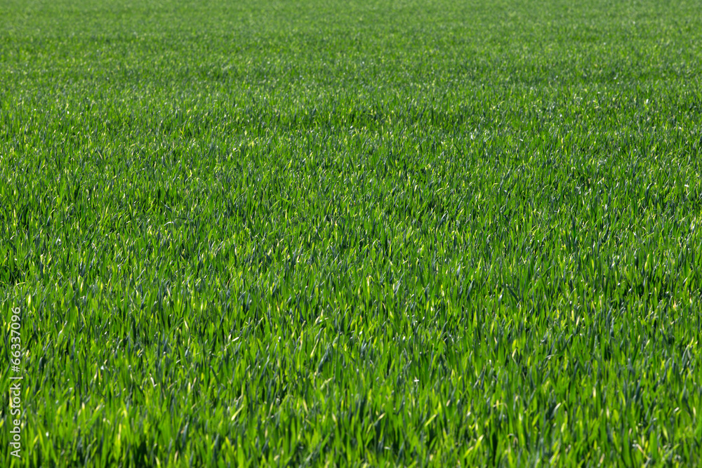 green grass green grass